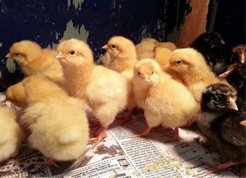 قیمت جوجه مرغ تخمگذار محلی - سپید طیور